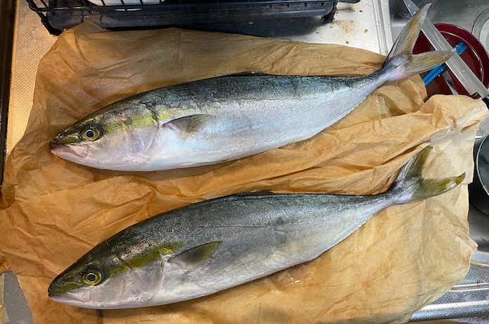 リブウォーターを使った魚