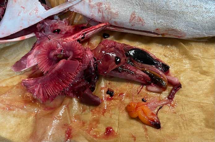 リブウォーターを使っていない魚の内臓