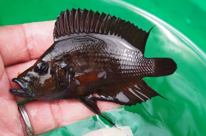 タンガニーカ湖の岩場に生息するシクリッド