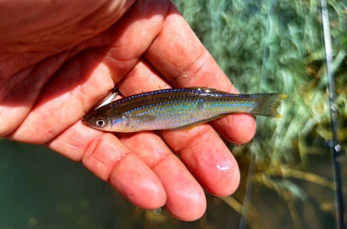 タンガニーカ湖のメダカ