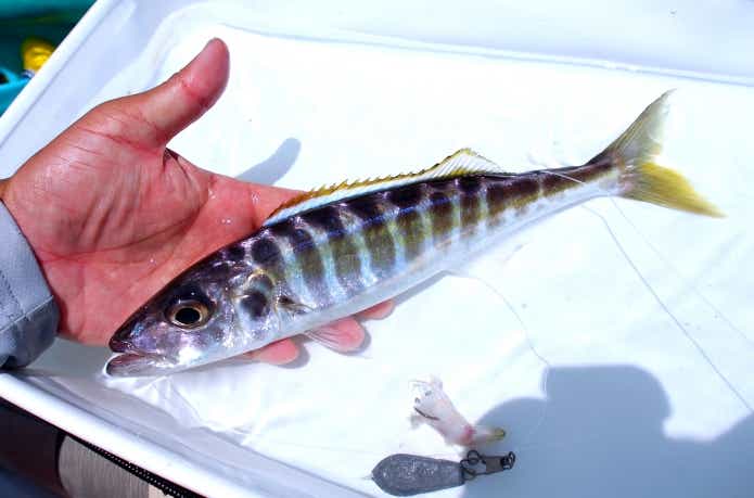 タンガニーカ湖で釣れる美味しい魚