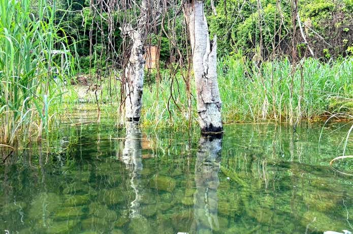 タンガニーカ湖の湖畔の環境