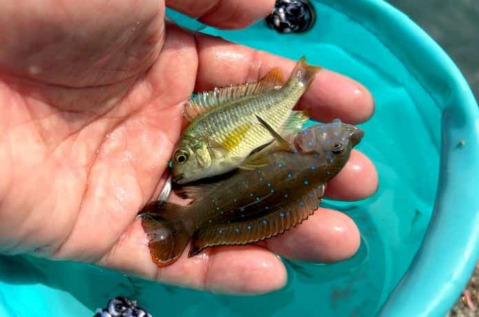 タンガニーカ湖で釣れたシクリッド