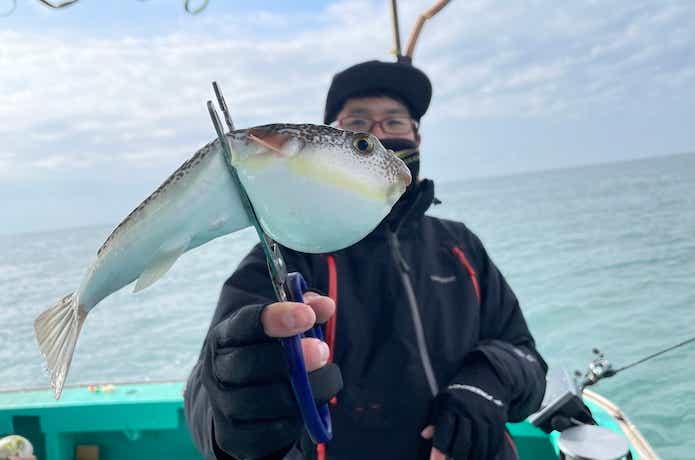 ショウサイフグの釣果