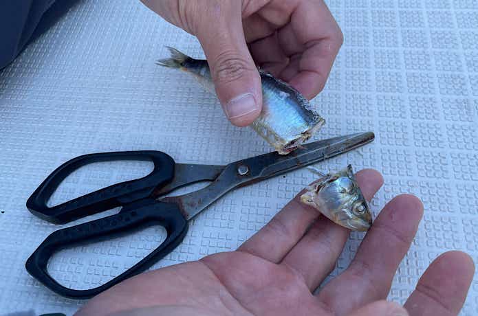 バンノウハサミでイワシの頭をカット