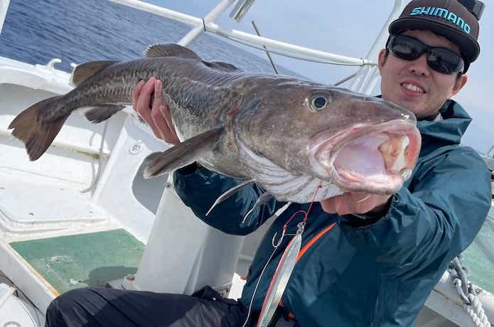 タラの釣果