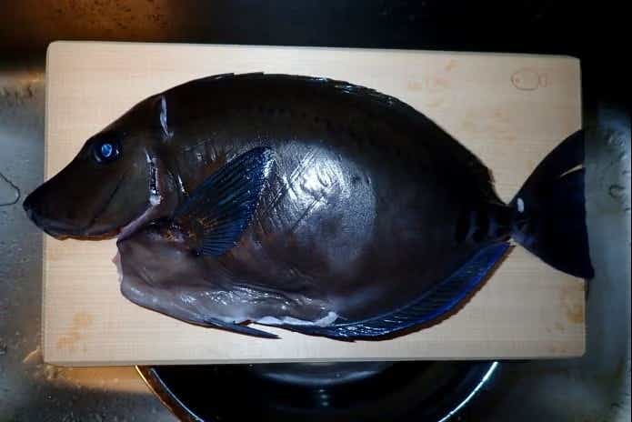 夏のニザダイは磯臭い