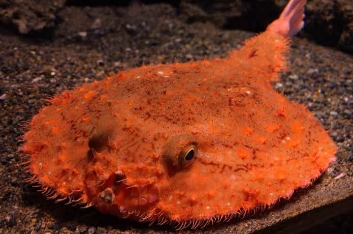 赤い靴のようなカエルのような魚