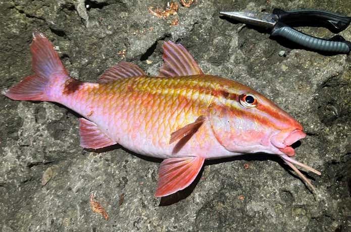 オジサンは髭が生えた魚