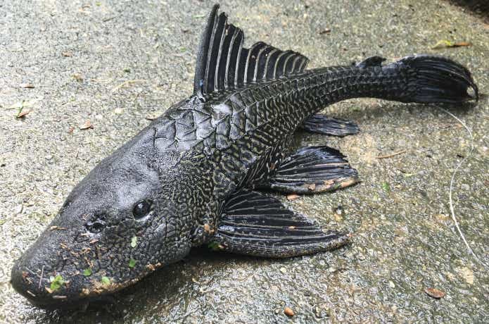 最も不味い魚はプレコ