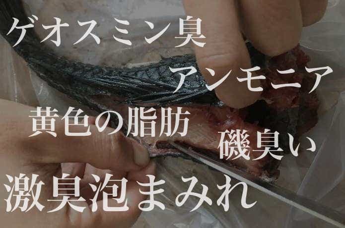 もう二度と食べたくない！人生史上もっとも不味かった魚とは……