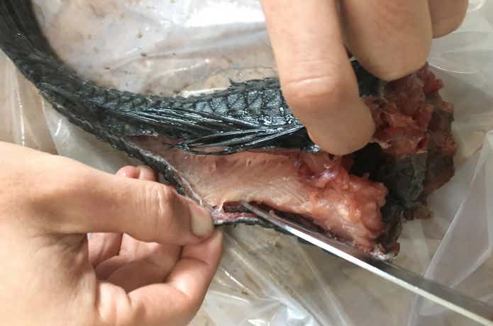 プレコの身質と食味