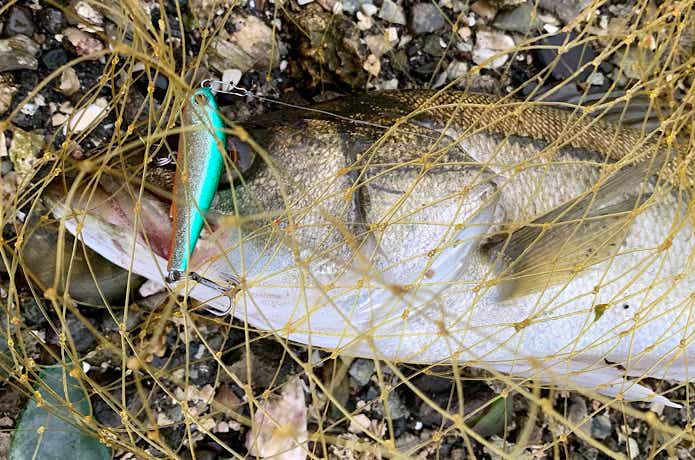 ワスプスラロームで釣れたシーバス