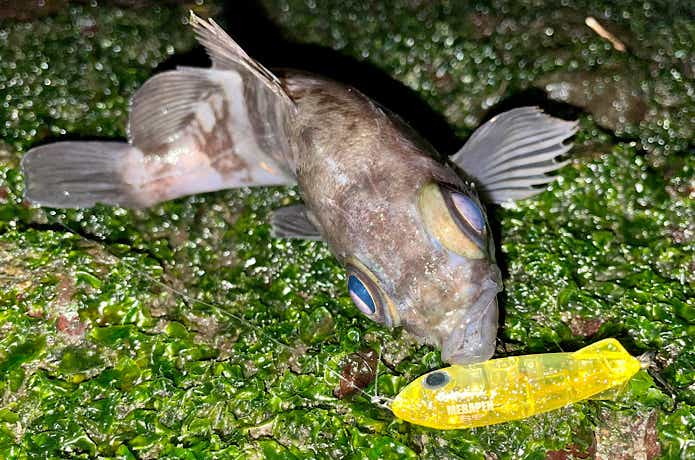 メバペン SPの釣果