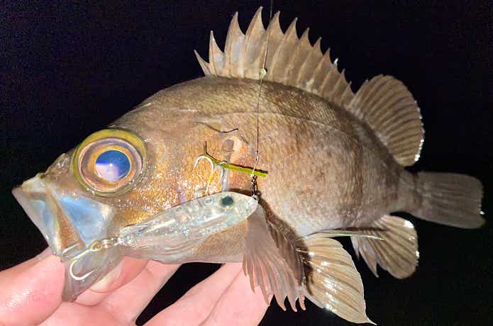 平磯での釣果