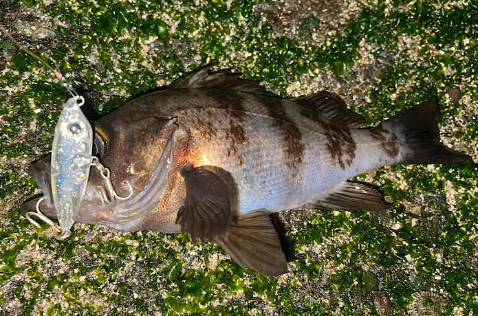 ウェーディングでの釣果