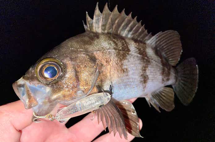 メバペン JR SPの釣果