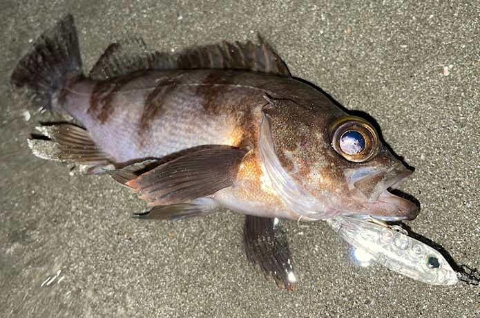サーフでの釣果