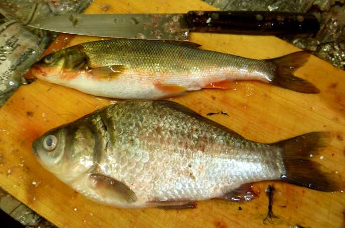 都会のフナは不味い魚