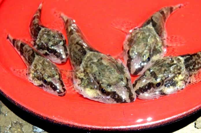 ヤマノカミは醜い魚