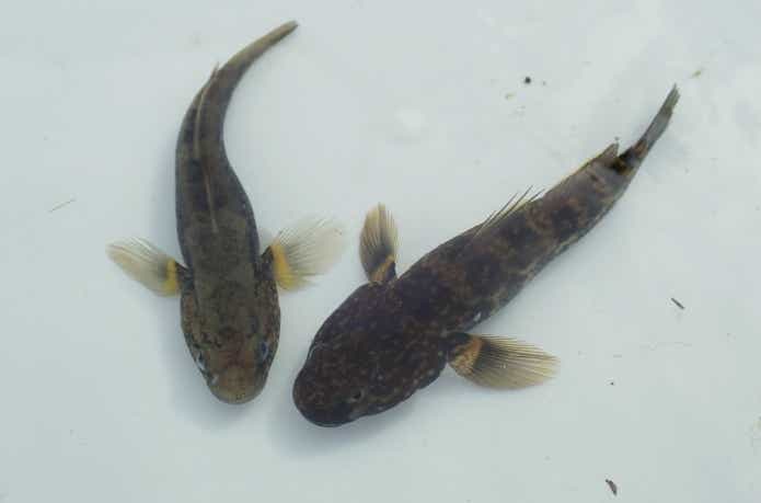 チチブの語源は陰茎魚