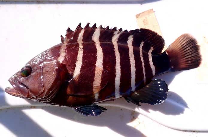 マハタモドキの見分方と特徴