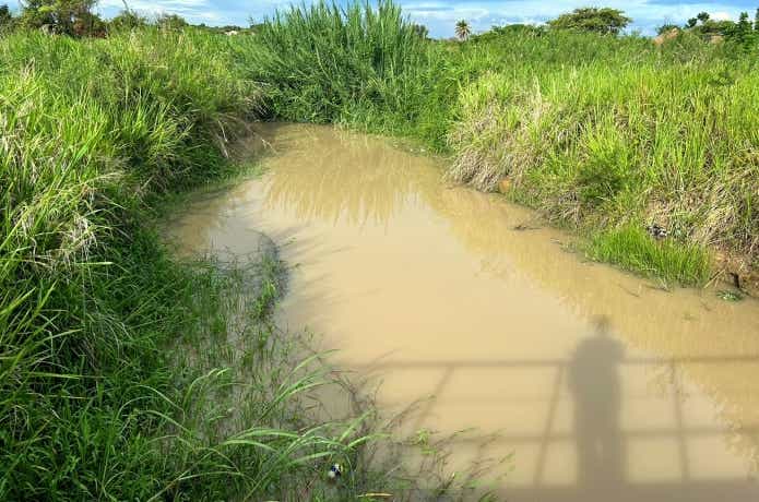 タンガニーカ湖の湿地