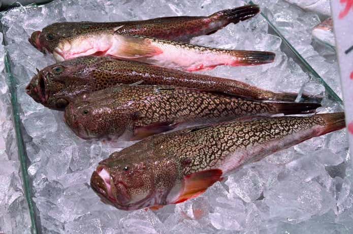 鮮魚売り場に並ぶミシマオコゼ