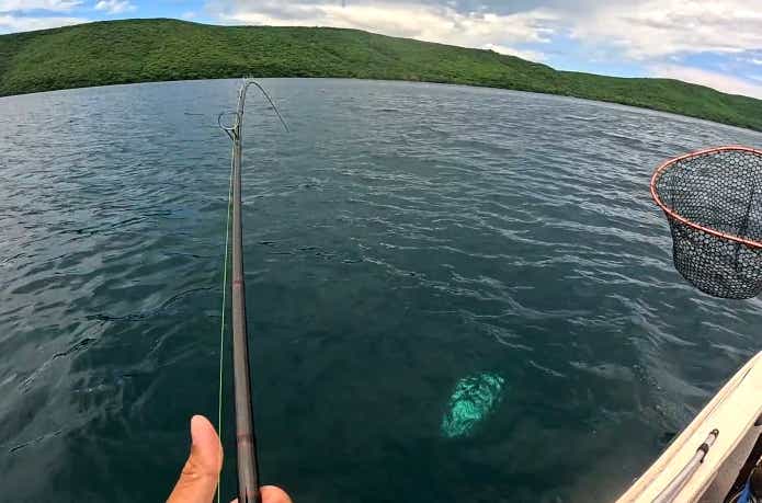 浮上してくるタンガニーカパーチ