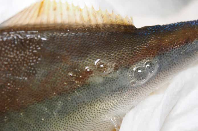 大量に粘液が出ている魚