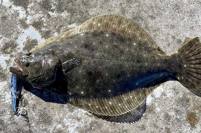 ビッグバッカー107で釣れたヒラメ