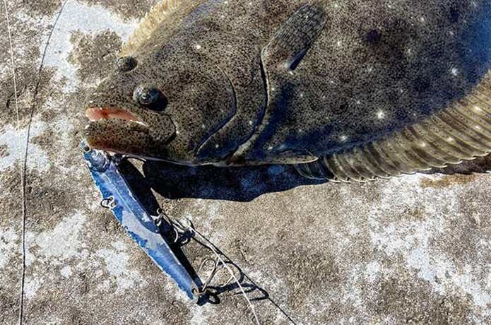 ビッグバッカー107で釣れたヒラメ