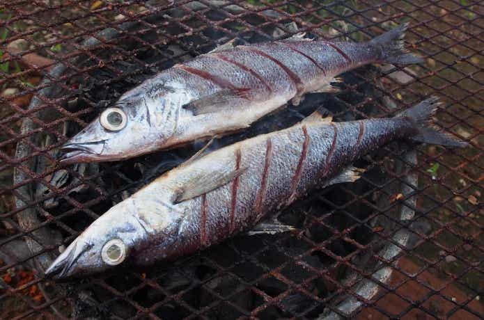 サンマのような淡水魚
