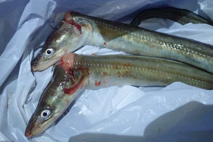 魚のヌメリ対策