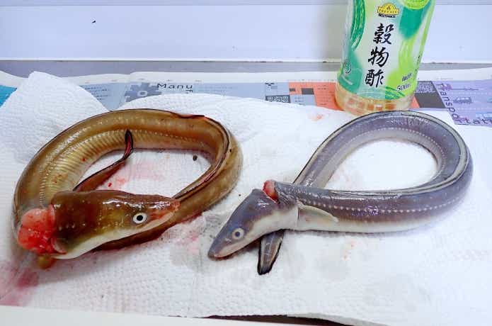 魚の粘液の取り方