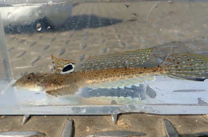 ネズッポは棘にも注意