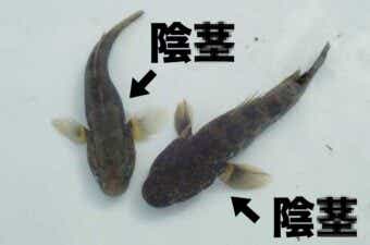 残念な名前の魚