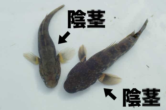残念な名前の魚
