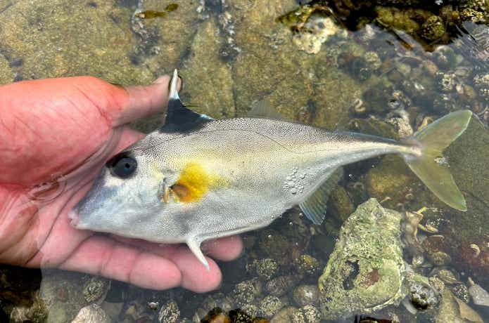 ヌメリの多い魚の共通点