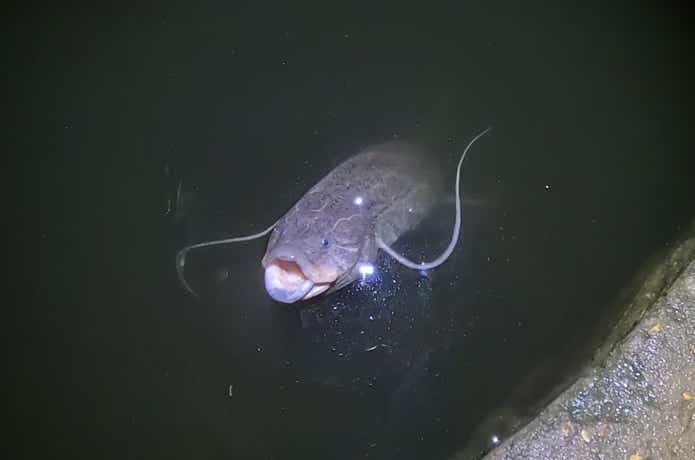 肺魚が空気を吸う瞬間
