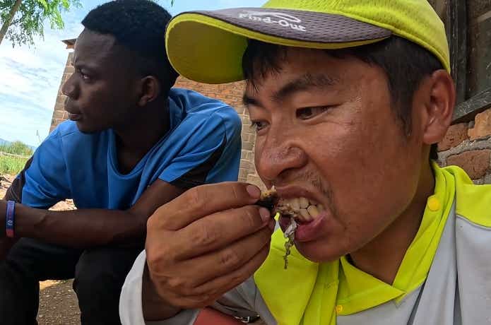 ハイギョの肉質