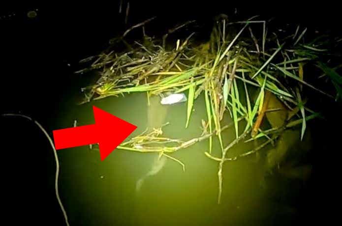 肺魚