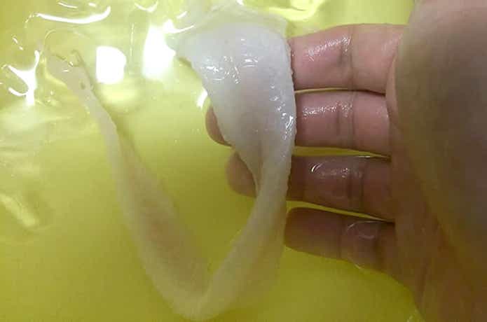 アナゴを捌く