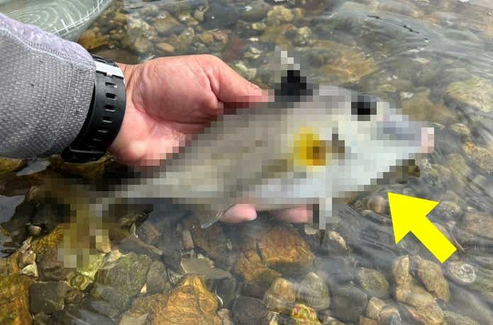 『ぬるんぬるん』極端にヌルヌルする魚たちを集めてみた。