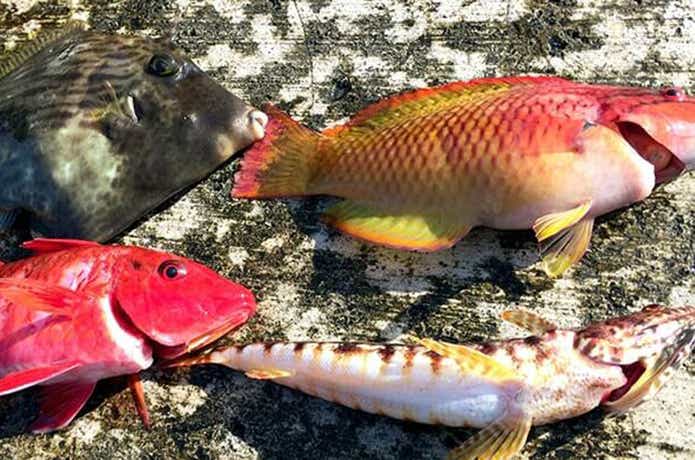 様々な魚
