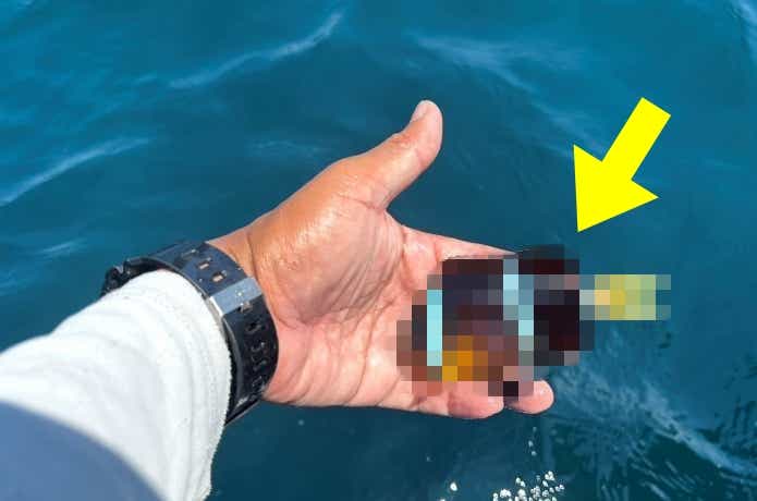 怪魚ハンターでも、食られなかった魚たち。