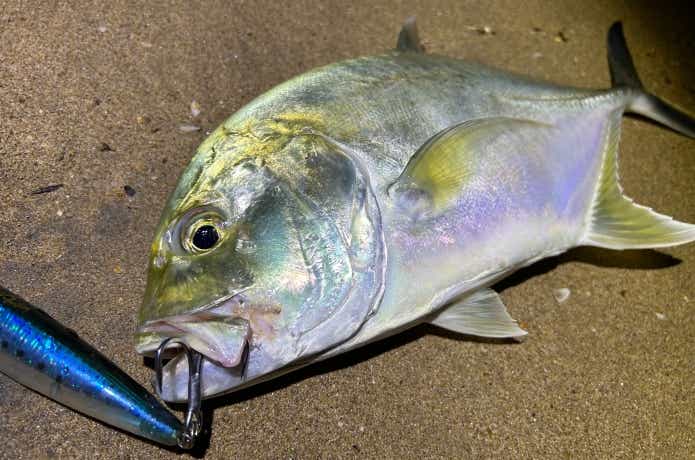 スリランカで釣れたGT