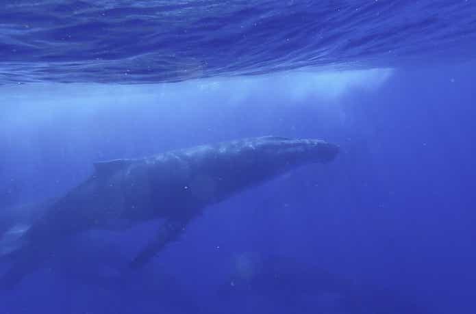 トンガで出会ったザトウクジラ