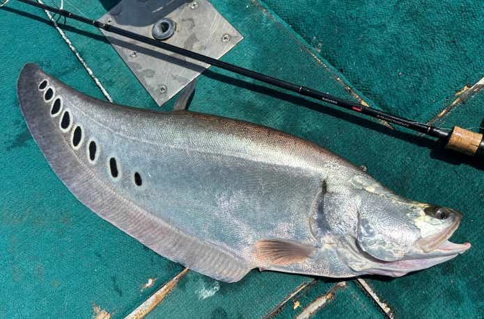 スリランカで釣れたナイフフィッシュ