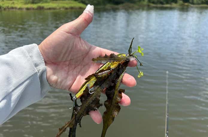 ボルゴダ湖の水草